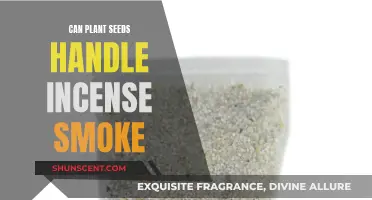 Incense Smoke: Friend or Foe to Plant Seeds?