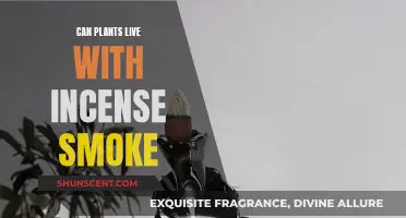 Incense Smoke: Friend or Foe to Plants?
