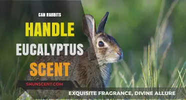 Can Rabbits Tolerate Eucalyptus Scent? Safety and Precautions Explained