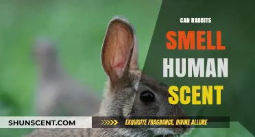 Can Rabbits Detect Human Scents? Uncovering Their Olfactory Abilities
