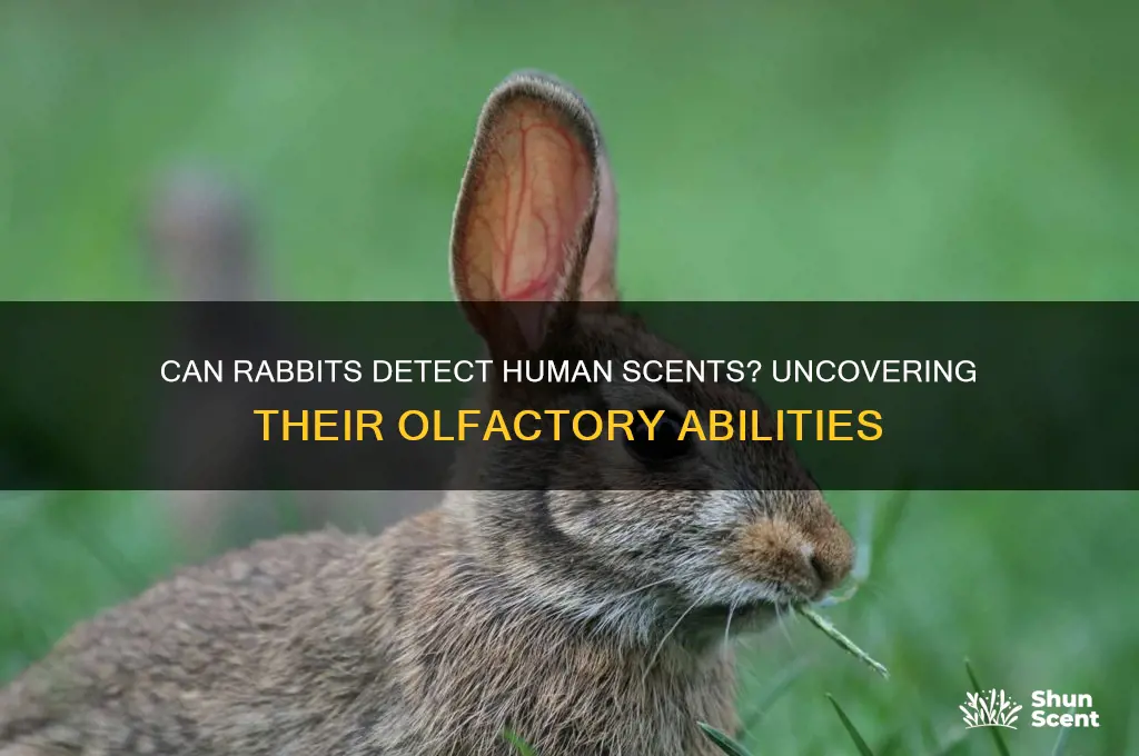 can rabbits smell human scent