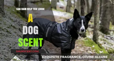 Does Rain Wash Away Dog Scents? Tracking Tips for Wet Weather