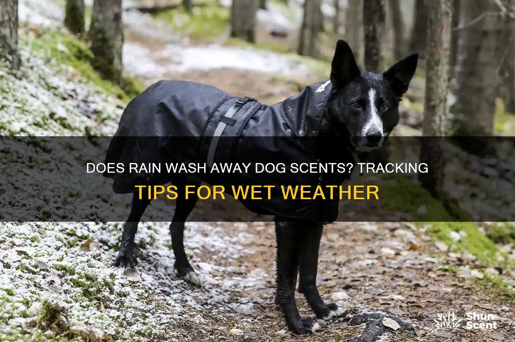 can rain help you loose a dog scent