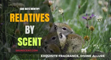 Rats' Remarkable Ability to Recognize Relatives Through Unique Scents
