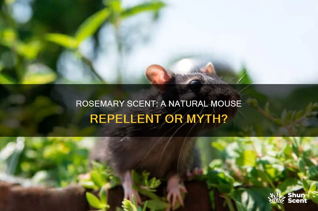 can rosemary scent can repel mice
