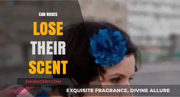 Why Roses May Lose Their Fragrance: Causes and Solutions Explained