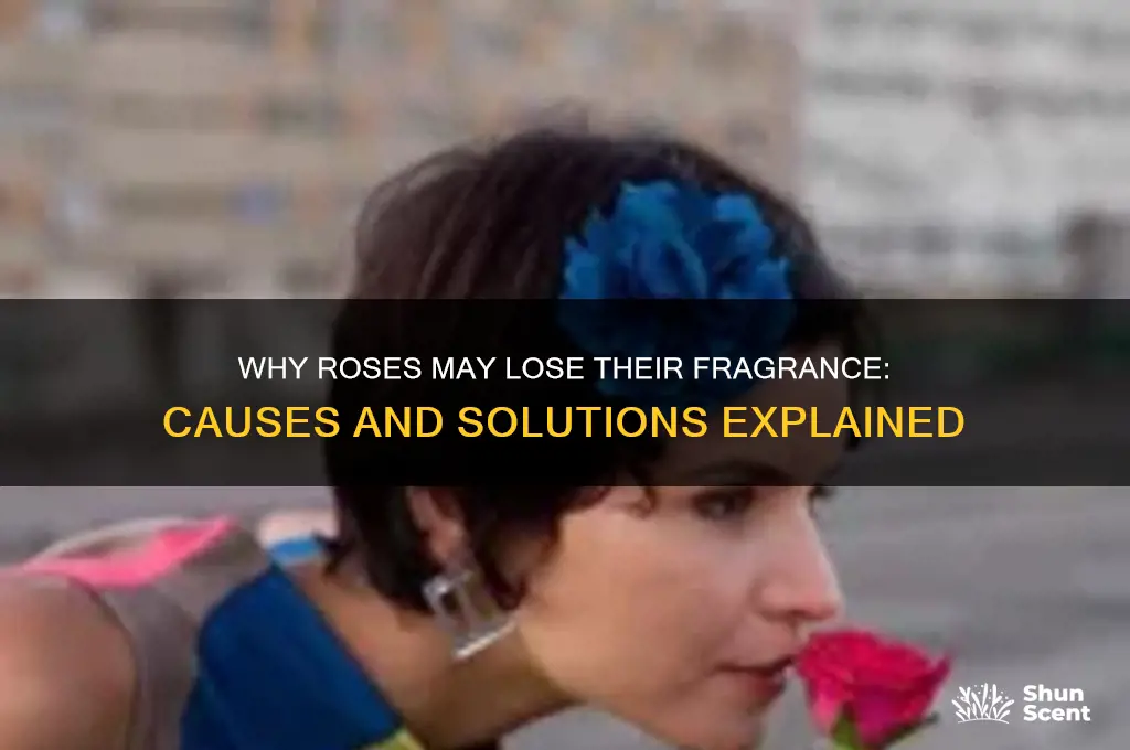 can roses lose their scent