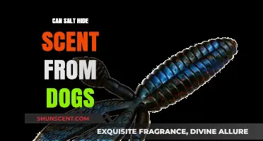 Can Salt Mask Scents? Debunking Dog Detection Myths