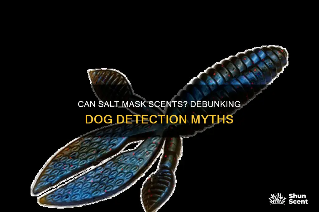 can salt hide scent from dogs