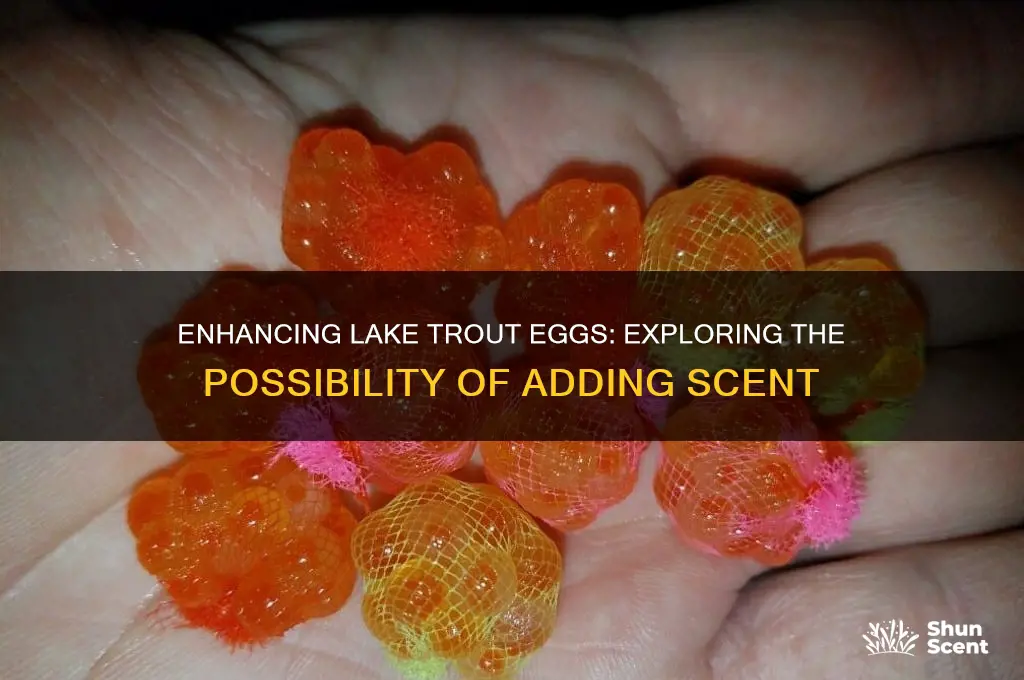 can scent be added to lake trout eggs