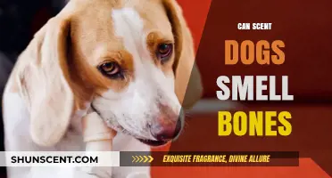 Can Scent Dogs Detect Bones? Uncovering the Truth Behind Their Abilities