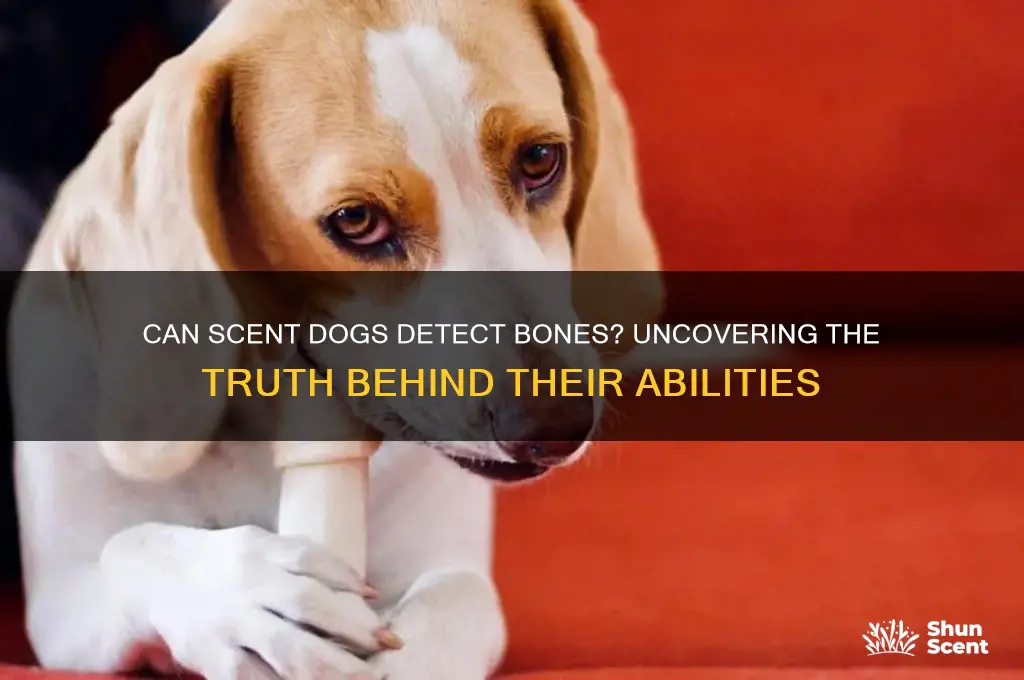 can scent dogs smell bones