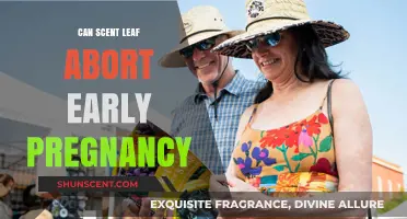 Scent Leaf and Early Pregnancy: Debunking Abortion Myths and Facts
