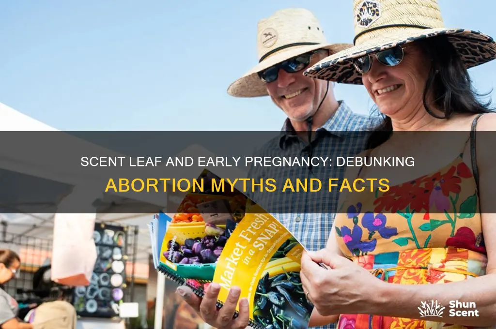 can scent leaf abort early pregnancy