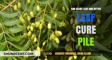 Scent Leaf and Bitter Leaf: Natural Remedies for Piles?