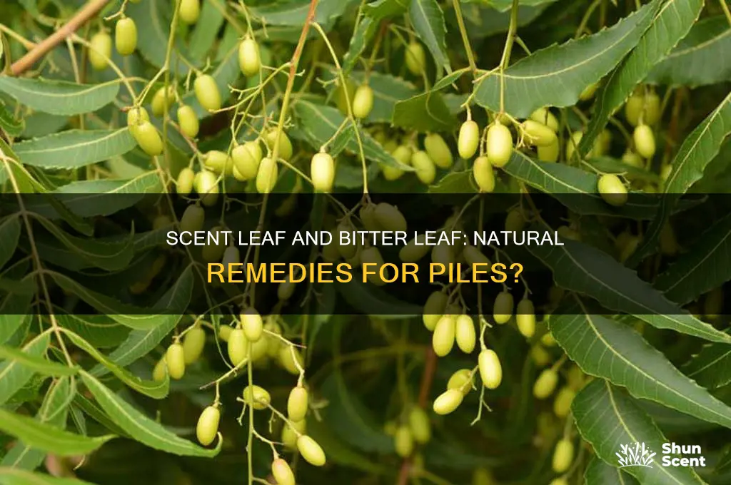 can scent leaf and bitter leaf cure pile