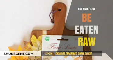 Can Scent Leaf Be Eaten Raw? Discover Its Benefits and Uses