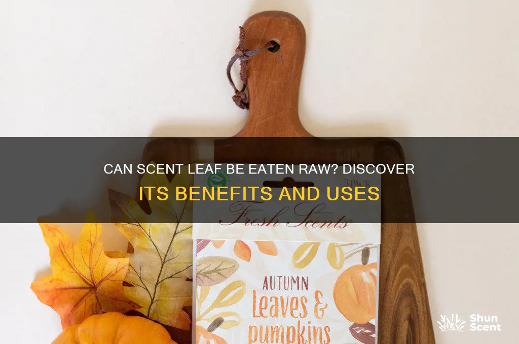 can scent leaf be eaten raw