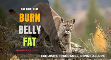 Scent Leaf for Belly Fat: Fact or Fiction?