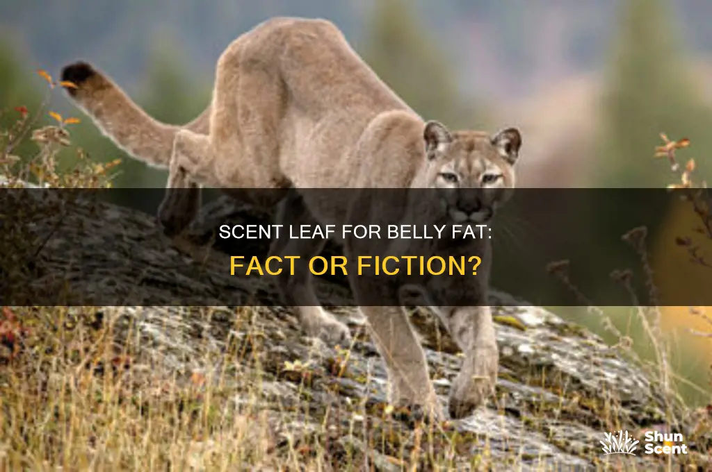 can scent leaf burn belly fat