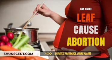 Scent Leaf and Pregnancy: Unraveling the Abortion Myth and Facts
