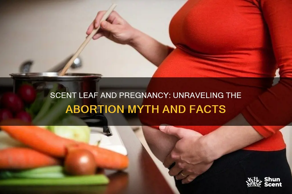 can scent leaf cause abortion