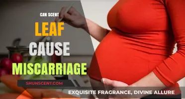 Scent Leaf and Pregnancy: Exploring the Miscarriage Risk Myth