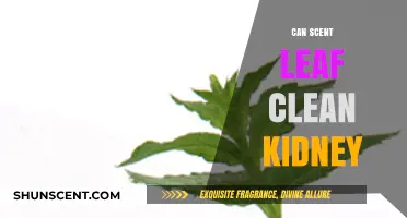 Scent Leaf for Kidney Health: Fact or Fiction?