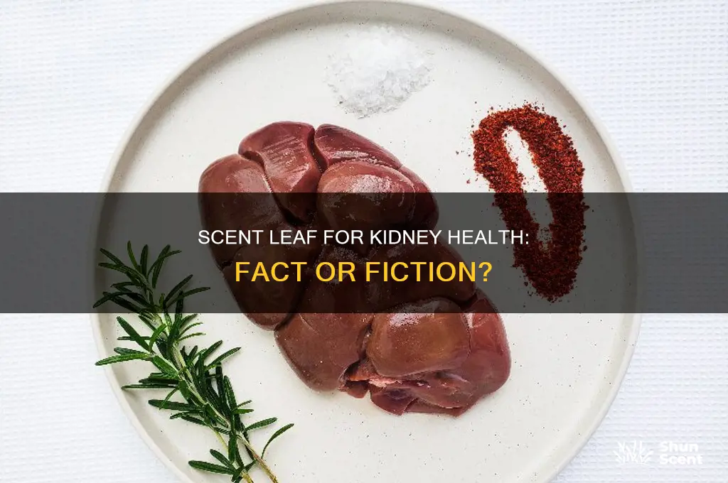 can scent leaf clean kidney