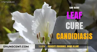 Scent Leaf and Candidiasis: Exploring Natural Remedies for Yeast Infections