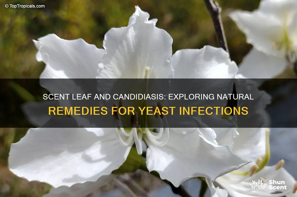 can scent leaf cure candidiasis