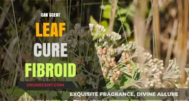 Can Scent Leaf Naturally Treat Fibroids? Exploring the Evidence