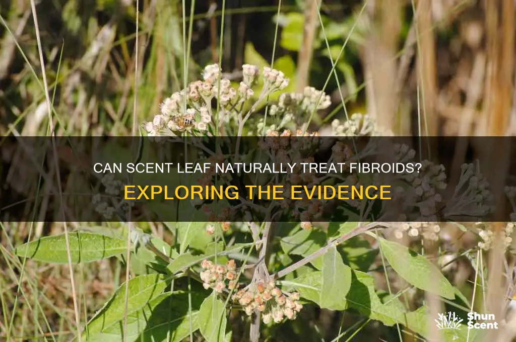 can scent leaf cure fibroid