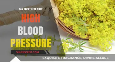 Scent Leaf and Hypertension: Natural Remedy or Myth?
