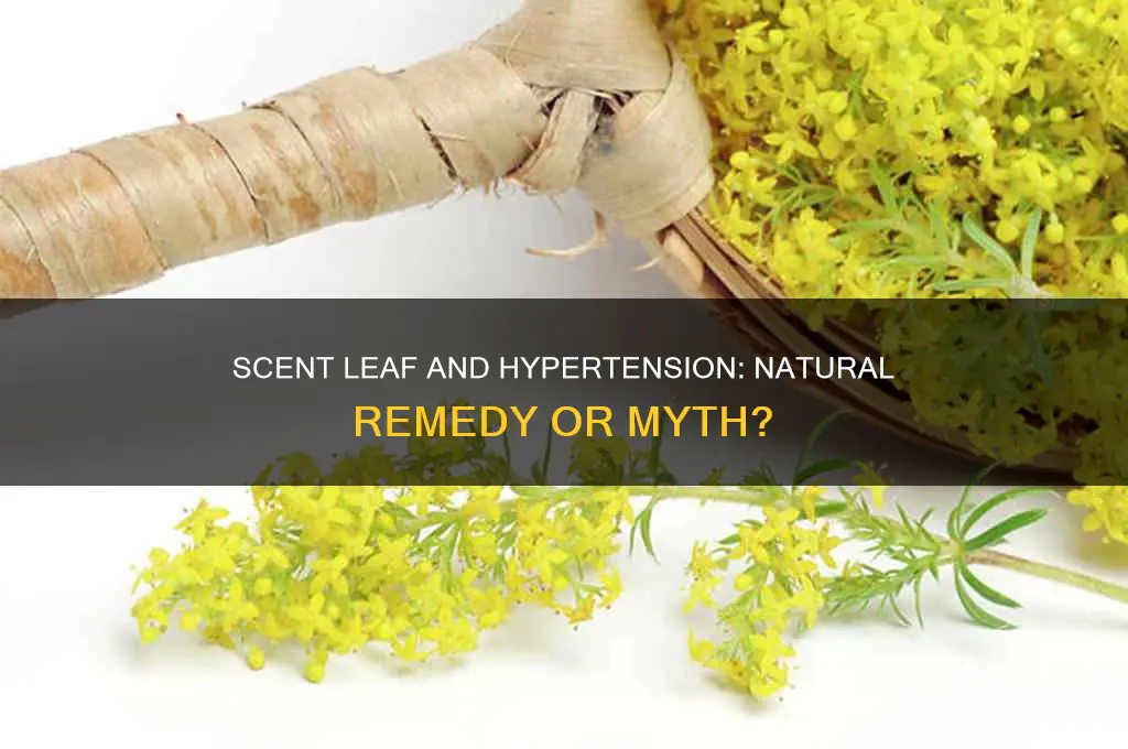 can scent leaf cure high blood pressure