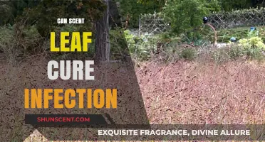 Scent Leaf's Healing Power: Can It Naturally Cure Infections?
