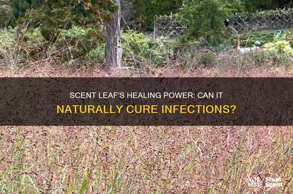 can scent leaf cure infection