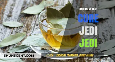 Scent Leaf's Healing Power: Can It Cure Jedi Jedi Naturally?