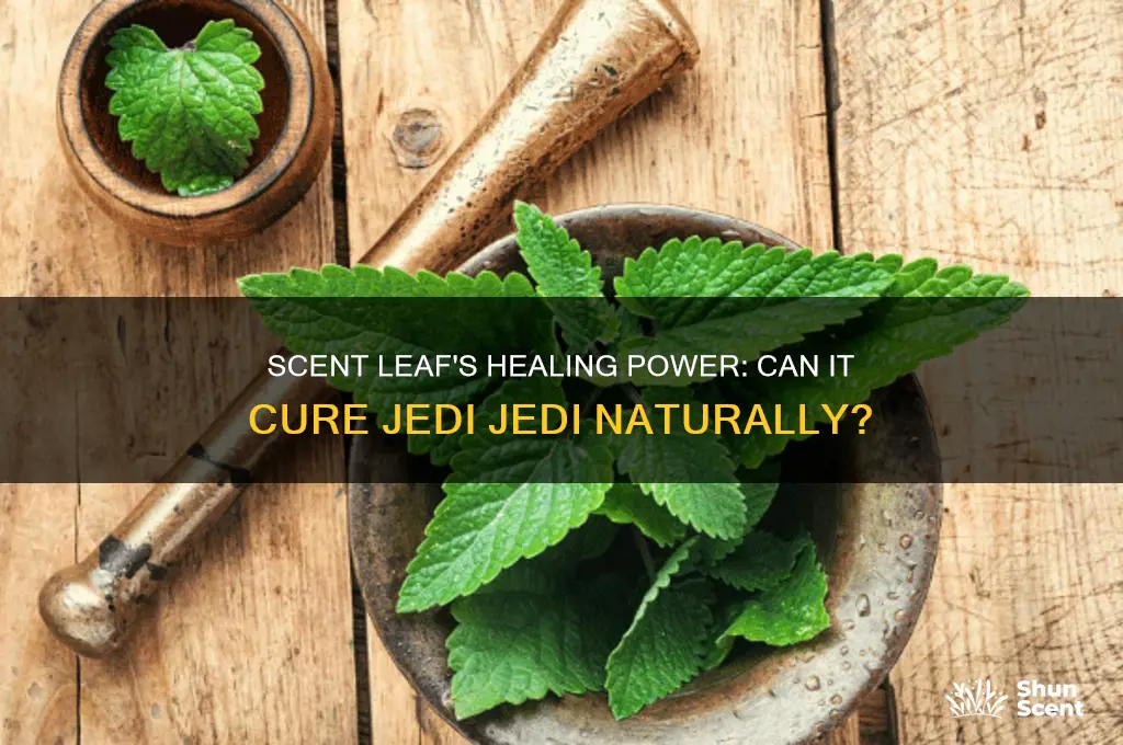 can scent leaf cure jedi jedi