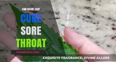 Scent Leaf for Sore Throat: Natural Remedy or Myth?