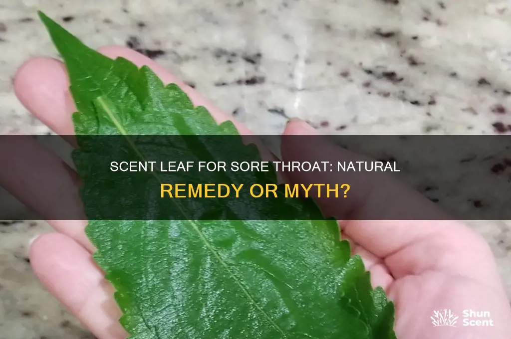 can scent leaf cure sore throat