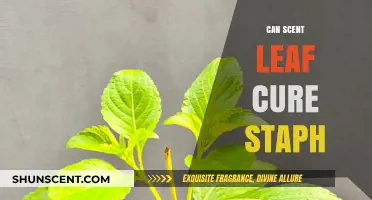 Scent Leaf and Staph: Exploring Natural Remedies for Infections