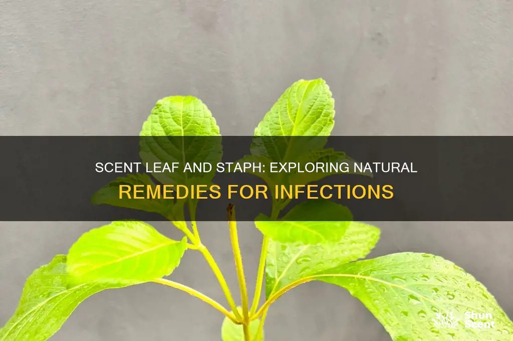 can scent leaf cure staph