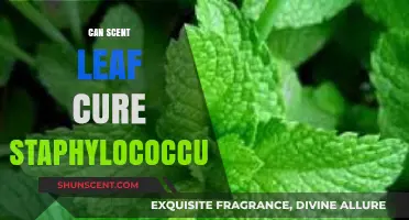 Scent Leaf and Staphylococcus: Natural Remedy or Myth?