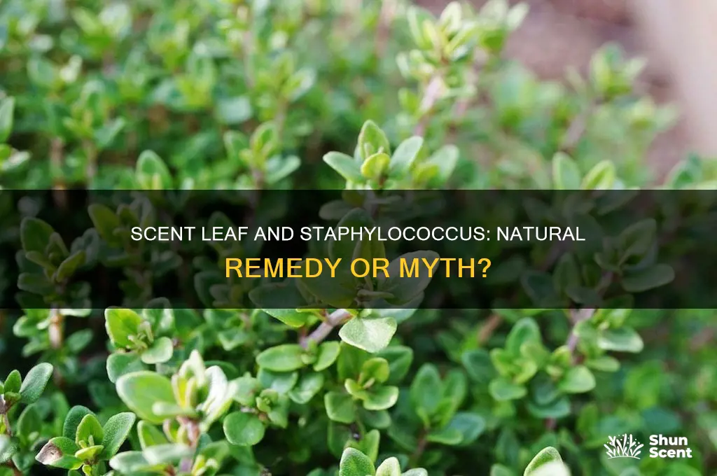 can scent leaf cure staphylococcus
