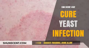 Scent Leaf's Potential: Can It Naturally Treat Yeast Infections?