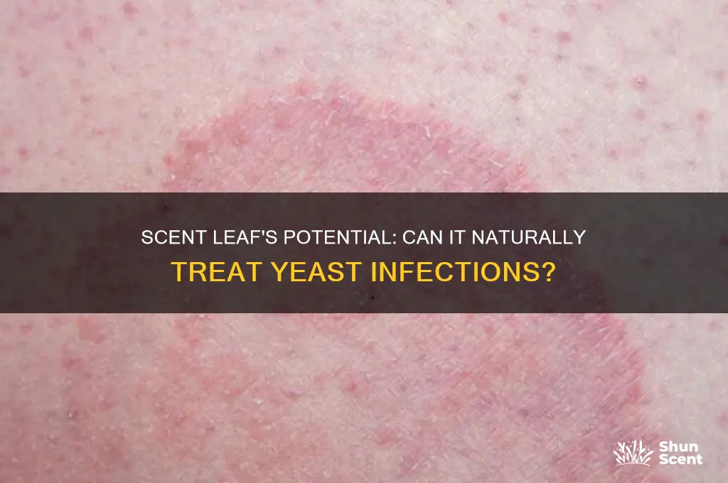 can scent leaf cure yeast infection