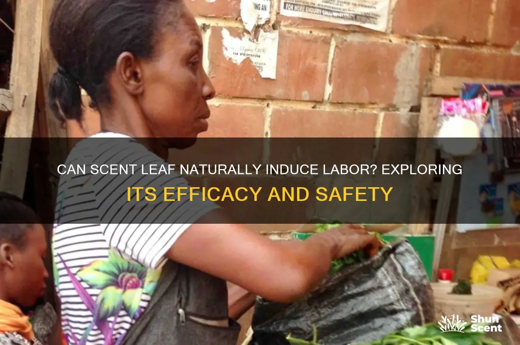 can scent leaf induce labour