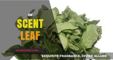 Discover the Surprising Health Benefits of Can Scent Leaf Today