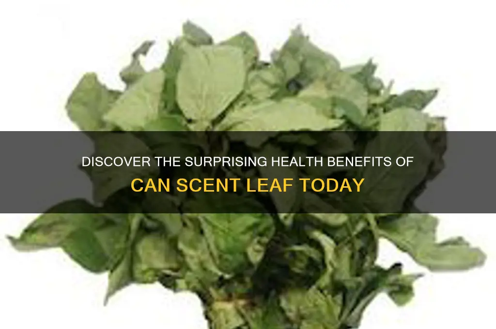 can scent leaf